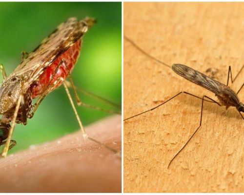 Kā izskatās malārijas odi un cik bīstami tie ir cilvēkiem