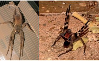 Brazīlijas klīstošs zirneklis (skrējējs, klīst, karavīrs)