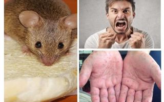 Kas var būt inficēts ar pelēm