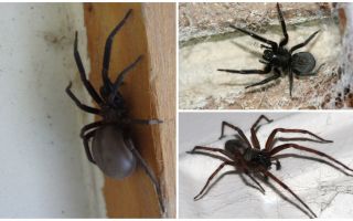 Kāda veida zirnekļi dzīvo dzīvoklī vai mājā