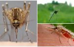 Kā odi redz un ko tie piesaista cilvēkiem