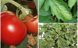 Laputītes uz tomātiem - ko apstrādāt un kā cīnīties