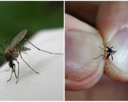 Kā audzēt un cik daudz odu dzīvot