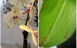Kā rīkoties ar vairogu orhidejās
