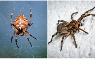 Zirneklis ir kukainis vai dzīvnieks