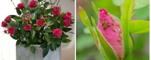 Lapu lapiņas uz rozēm - kā rīkoties un kā atbrīvoties