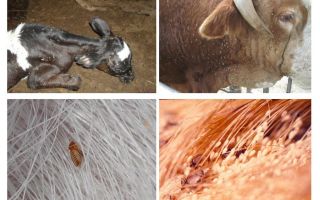 Utu ārstēšana govīm un teļiem