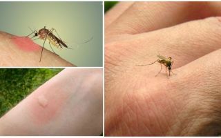Kāpēc moskīti iekaro dažus cilvēkus vairāk nekā citi