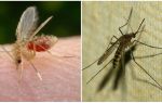 Kāda ir atšķirība starp odiem un odiem