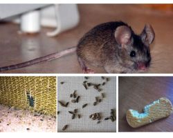 Kā rīkoties ar pelēm dzīvoklī