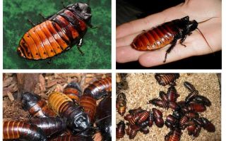 Madagaskara šokējoši tarakoni