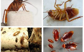 Sarkanie tarakoni - kā atbrīvoties mājās