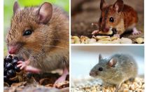 Kādas peles ēd