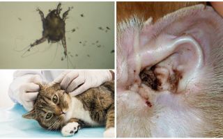 Simptomi un ausu ērces ārstēšana kaķiem