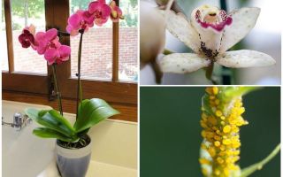 Kā rīkoties ar laputīm orhidejās