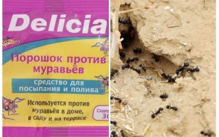 Ants Delicia pulveris
