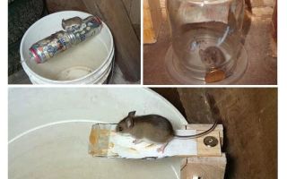 Kā padarīt peles slazdu ar savām rokām
