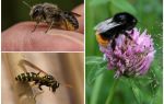 Bumbles atšķirība no bišu un lapseņu