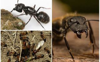 Woodwind Ants