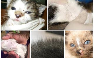 Kā noņemt blusas zīdīšanas kaķim un jaundzimušajiem kaķēniem