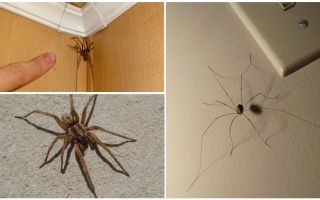 Kur un kāpēc dzīvoklī vai mājas daudz zirnekļu