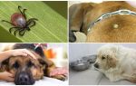 Simptomi un piroplazmozes ārstēšana suņiem
